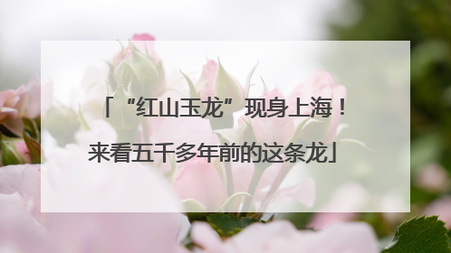 “红山玉龙”现身上海！来看五千多年前的这条龙