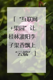 “互联网+果园”让桂林灌阳李子果香飘上“云端”