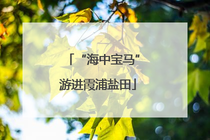 “海中宝马”游进霞浦盐田