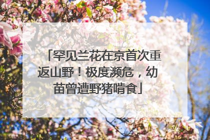 罕见兰花在京首次重返山野！极度濒危，幼苗曾遭野猪啃食