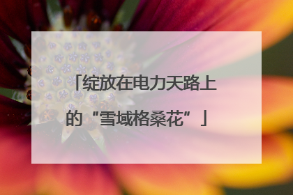 绽放在电力天路上的“雪域格桑花”