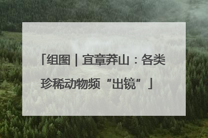 组图｜宜章莽山：各类珍稀动物频“出镜”