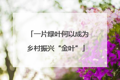 一片绿叶何以成为乡村振兴“金叶”