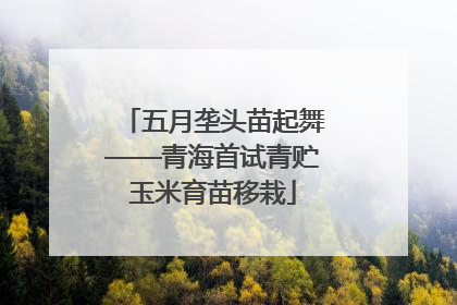 五月垄头苗起舞——青海首试青贮玉米育苗移栽