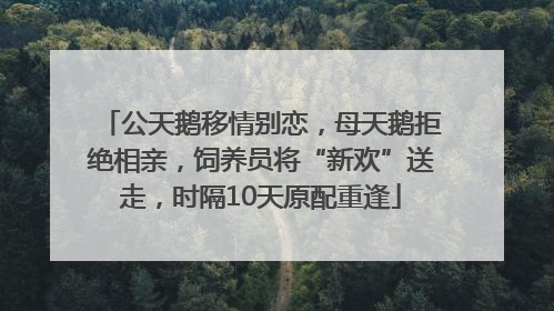 公天鹅移情别恋，母天鹅拒绝相亲，饲养员将“新欢”送走，时隔10天原配重逢