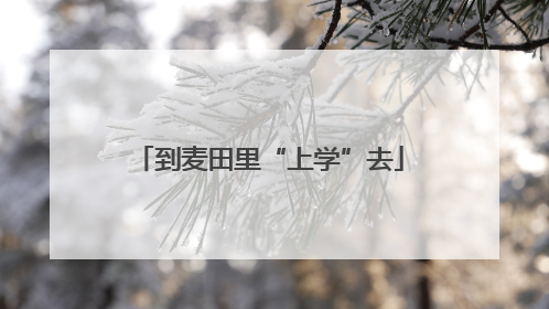 到麦田里“上学”去