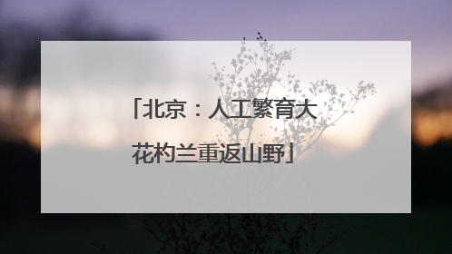 北京：人工繁育大花杓兰重返山野