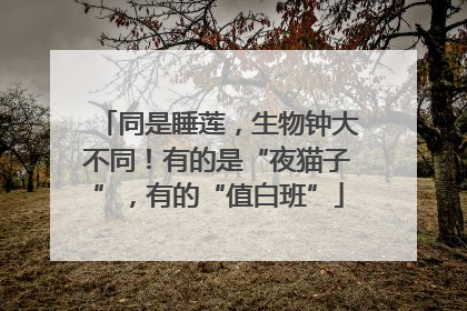 同是睡莲，生物钟大不同！有的是“夜猫子”，有的“值白班”