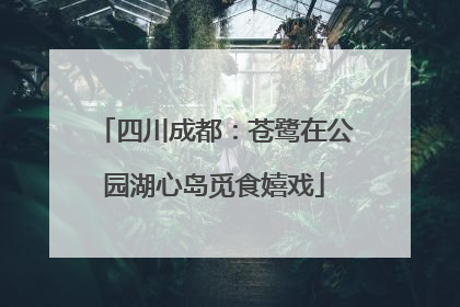 四川成都：苍鹭在公园湖心岛觅食嬉戏
