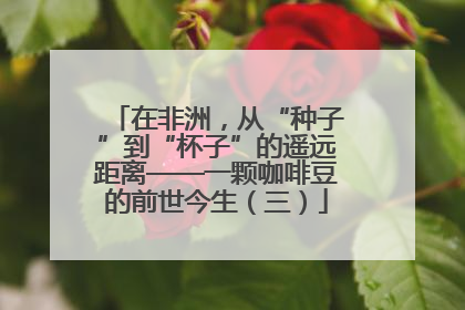 在非洲，从“种子”到“杯子”的遥远距离——一颗咖啡豆的前世今生（三）