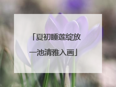夏初睡莲绽放 一池清雅入画