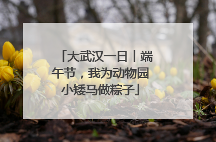 大武汉一日丨端午节，我为动物园小矮马做粽子