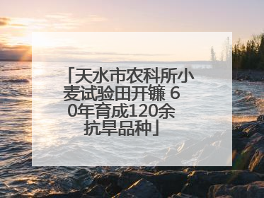 天水市农科所小麦试验田开镰 60年育成120余抗旱品种