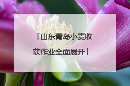山东青岛小麦收获作业全面展开