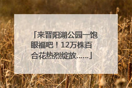 来晋阳湖公园一饱眼福吧！12万株百合花热烈绽放……