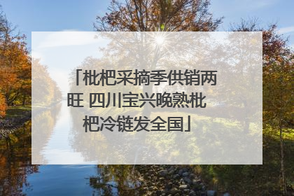 枇杷采摘季供销两旺 四川宝兴晚熟枇杷冷链发全国