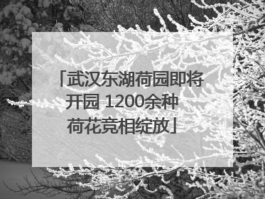 武汉东湖荷园即将开园 1200余种荷花竞相绽放