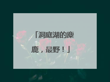 洞庭湖的麋鹿，最野！