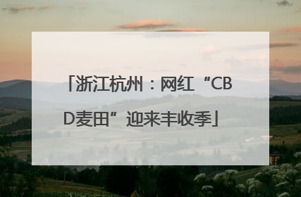 浙江杭州：网红“CBD麦田”迎来丰收季