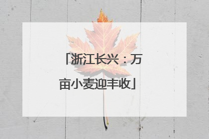 浙江长兴：万亩小麦迎丰收