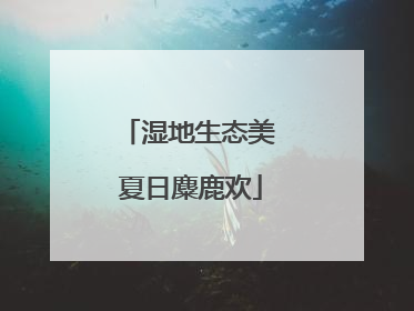 湿地生态美 夏日麋鹿欢