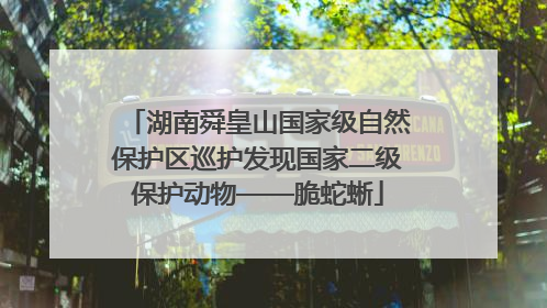 湖南舜皇山国家级自然保护区巡护发现国家二级保护动物——脆蛇蜥