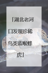 湖北老河口发现珍稀鸟类蓝喉蜂虎