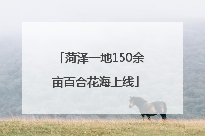 菏泽一地150余亩百合花海上线