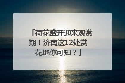 荷花盛开迎来观赏期！济南这12处赏花地你可知？