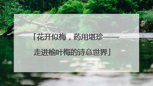 花开似梅，药用堪珍——走进榆叶梅的诗意世界