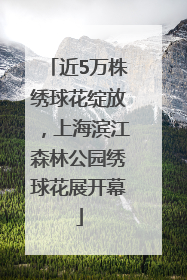 近5万株绣球花绽放，上海滨江森林公园绣球花展开幕