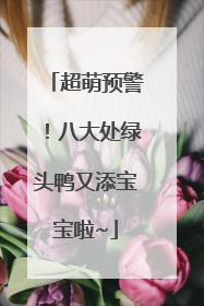超萌预警！八大处绿头鸭又添宝宝啦~