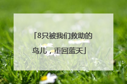 8只被我们救助的鸟儿，重回蓝天